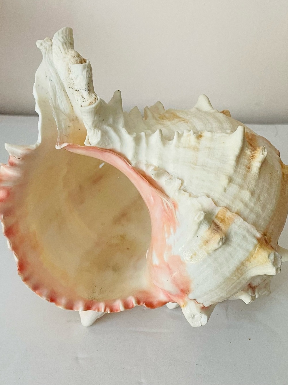 Pink murex seashell roughly 7” erythrostomus gorgeous